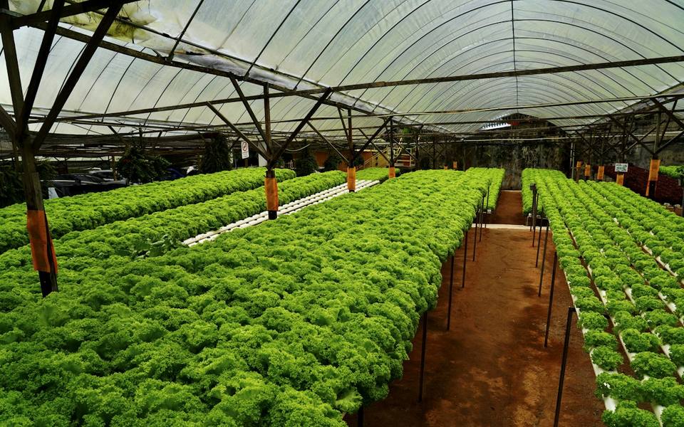 SurabayaFarm Urban Farming